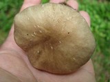 Megacollybia rodmanii image
