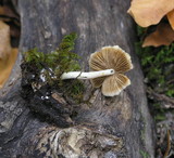 Bolbitius vitellinus image