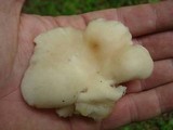 Pleurotus populinus image