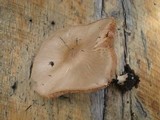 Pluteus petasatus image
