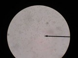 Pluteus petasatus image