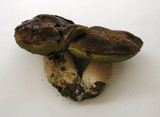 Boletus regineus image