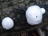 Reticularia lycoperdon image