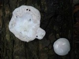 Reticularia lycoperdon image