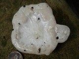 Reticularia lycoperdon image