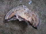 Trametes gibbosa image