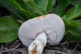 Tylopilus rhoadsiae image