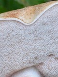 Tylopilus rhoadsiae image