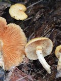 Gymnopilus palmicola image