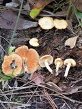 Gymnopilus palmicola image