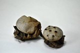Myriostoma coliforme image