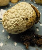 Lycoperdon subcretaceum image