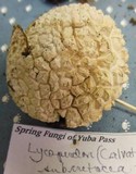 Lycoperdon subcretaceum image