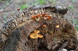 Gymnopilus palmicola image