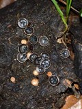 Cyathus stercoreus image