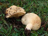 Lactarius acerrimus image