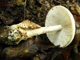 Amanita volvata image