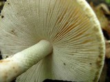 Amanita volvata image