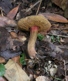 Boletus chrysenteron image