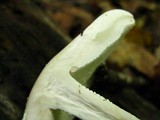 Amanita volvata image