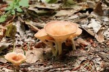 Clitocybe gibba image