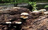 Lentinula boryana image