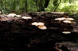 Lentinula boryana image