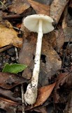 Amanita murrilliana image