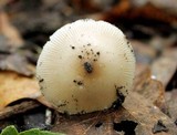Amanita murrilliana image