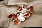 Lentinula boryana image