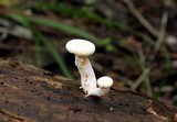 Pleurotus dryinus image