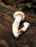 Pleurotus dryinus image