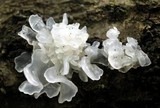 Tremella fuciformis image