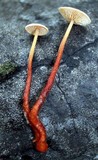 Gymnopus spongiosus image