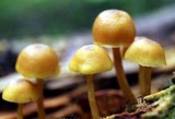 Callistosporium luteo-olivaceum image