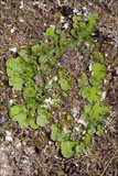Solorina saccata image