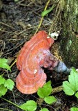 Ganoderma curtisii image