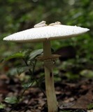 Chlorophyllum subrhacodes image