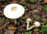 Chlorophyllum subrhacodes image