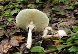 Chlorophyllum subrhacodes image
