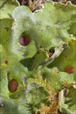 Solorina saccata image