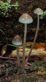 Mycena subcaerulea image