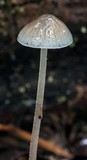 Mycena subcaerulea image