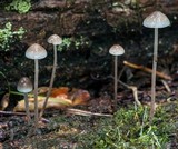 Mycena subcaerulea image
