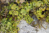 Solorina saccata image