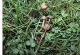 Panaeolus fimicola image