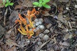 Pseudocolus fusiformis image