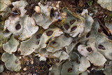 Solorina saccata image