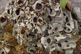 Solorina saccata image