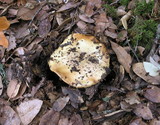 Cortinarius xanthodryophilus image